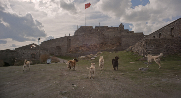 ストレイ 犬が見た世界 7枚目の写真・画像