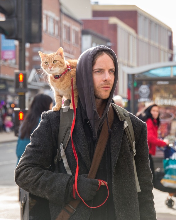 ボブという名の猫2　幸せのギフト 15枚目の写真・画像