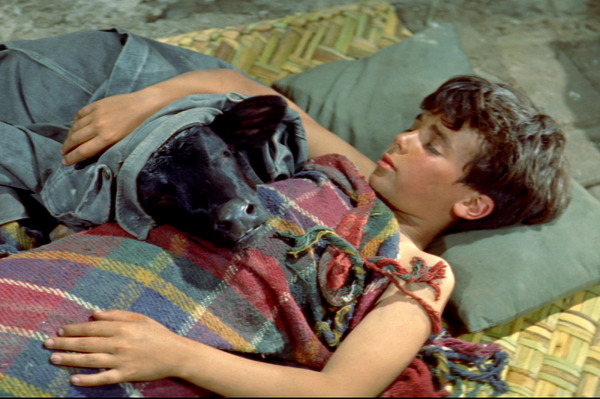 黒い牡牛 レストア版 1枚目の写真・画像