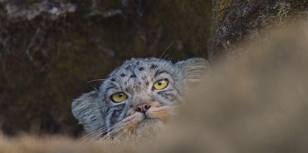 ©PaprikaFilms_KobalannProductions