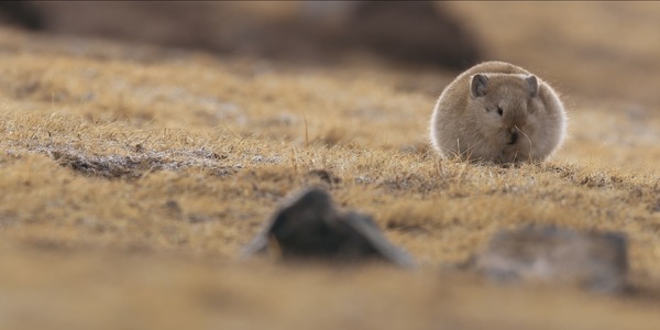 ©PaprikaFilms_KobalannProductions