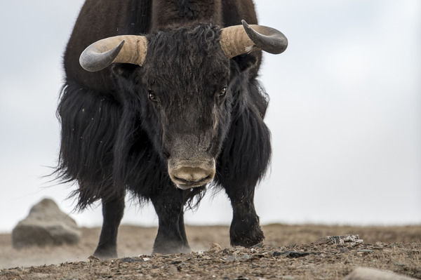 ベルベット・クイーン ユキヒョウを探して 15枚目の写真・画像