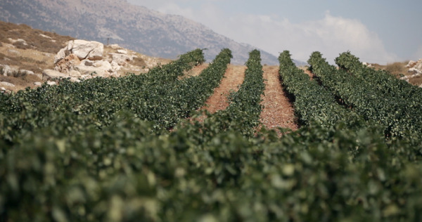 戦地で生まれた奇跡のレバノンワイン 14枚目の写真・画像