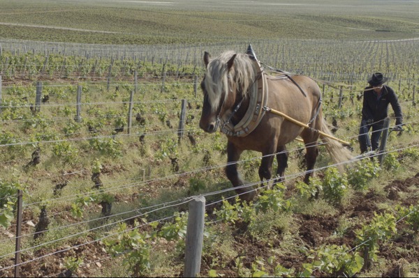 ソウル・オブ・ワイン 5枚目の写真・画像