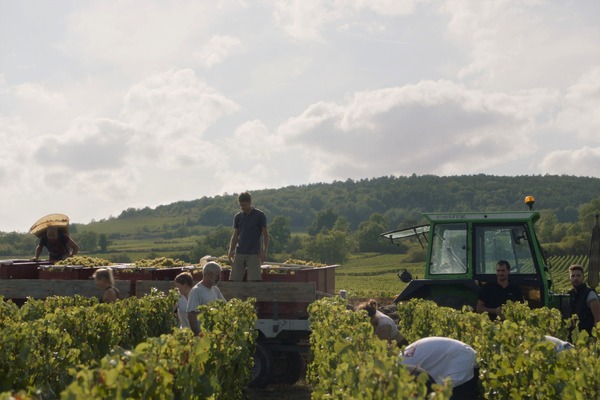 ソウル・オブ・ワイン 11枚目の写真・画像