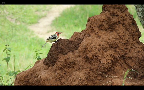 ウンチク／うんこが地球を救う 2枚目の写真・画像
