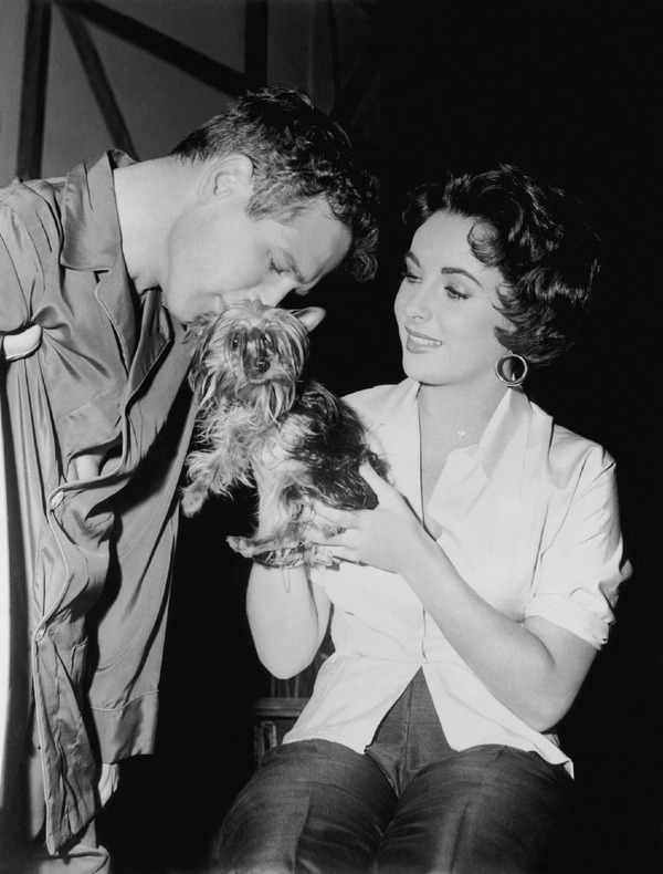 熱いトタン屋根の猫 7枚目の写真・画像