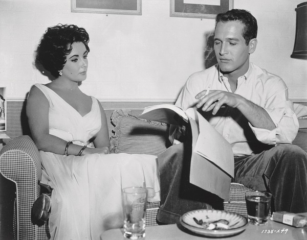 熱いトタン屋根の猫 8枚目の写真・画像