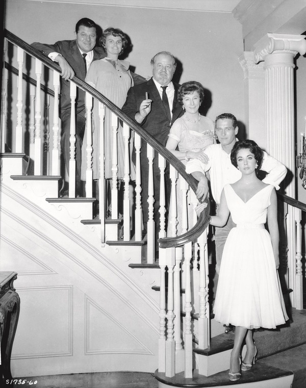 熱いトタン屋根の猫 9枚目の写真・画像