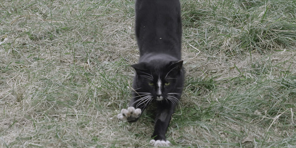 猫たちのアパートメント 8枚目の写真・画像