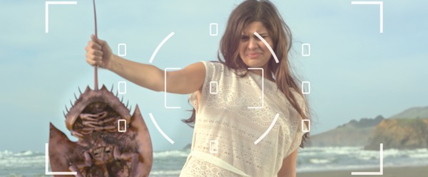 キラーカブトガニ 2枚目の写真・画像