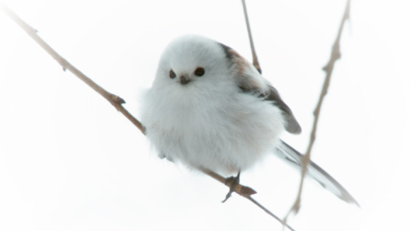 日本列島生きもの超伝説　劇場版ダーウィンが来た！ 3枚目の写真・画像