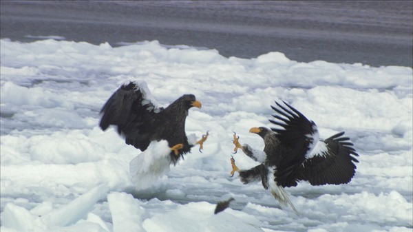 日本列島生きもの超伝説　劇場版ダーウィンが来た！ 6枚目の写真・画像