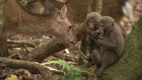 日本列島生きもの超伝説　劇場版ダーウィンが来た！ 7枚目の写真・画像