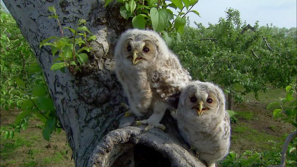 日本列島生きもの超伝説　劇場版ダーウィンが来た！ 12枚目の写真・画像