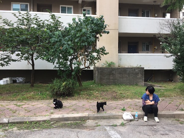 猫たちのアパートメント 11枚目の写真・画像