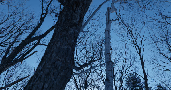 白獣 4枚目の写真・画像