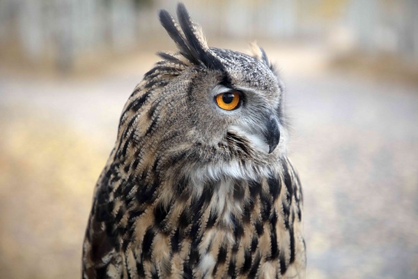 イントゥ・ザ・ネイチャー 自然が教えてくれること 15枚目の写真・画像