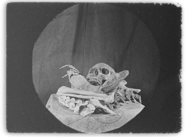 骨 4枚目の写真・画像