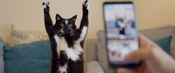 猫と、とうさん 2枚目の写真・画像