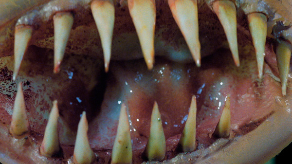 キラーコンドーム ディレクターズカット完全版 9枚目の写真・画像