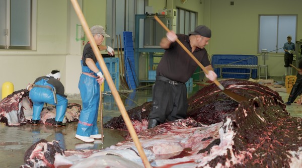 鯨のレストラン 4枚目の写真・画像