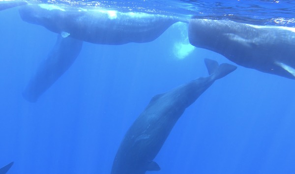鯨のレストラン 6枚目の写真・画像