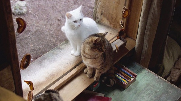 ルー、パリで生まれた猫 6枚目の写真・画像