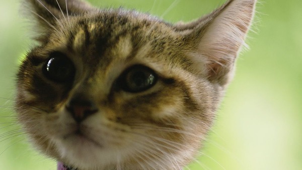 ルー、パリで生まれた猫 10枚目の写真・画像