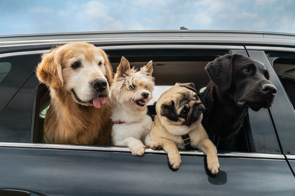 マイ・ハート・パピー 6枚目の写真・画像