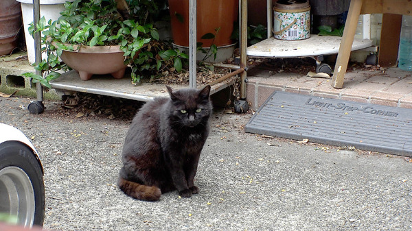 映画 ◯月◯日、区長になる女。 5枚目の写真・画像
