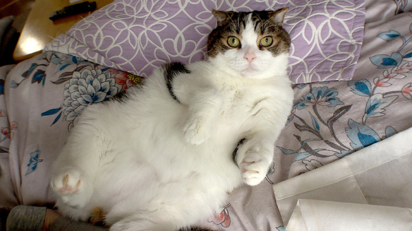 映画 ◯月◯日、区長になる女。 9枚目の写真・画像