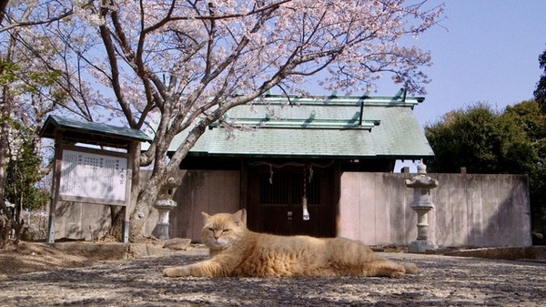 五香宮の猫 2枚目の写真・画像
