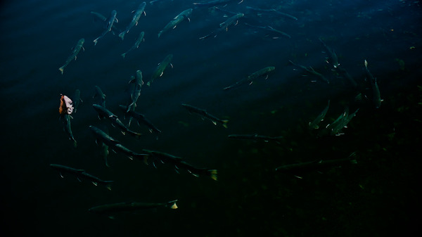 ミルクの中のイワナ 3枚目の写真・画像