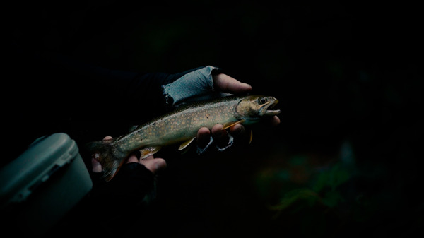 ミルクの中のイワナ 11枚目の写真・画像