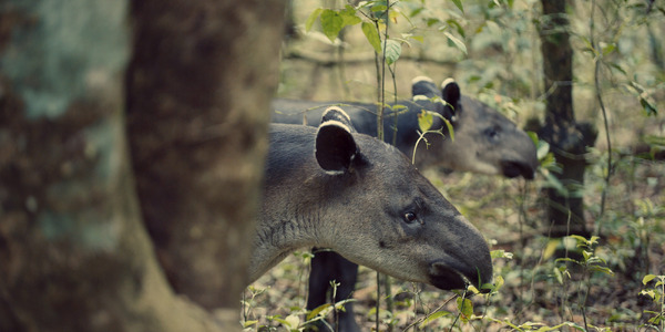 アニマル ぼくたちと動物のこと 7枚目の写真・画像