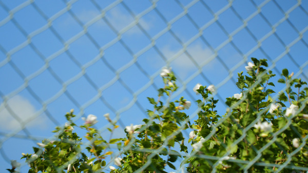 マミー 4枚目の写真・画像