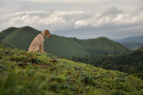 チャーリー 8枚目の写真・画像