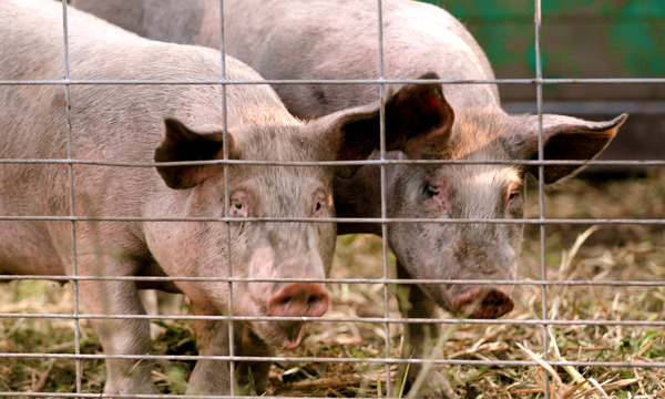 フード・インク ポスト・コロナ 9枚目の写真・画像