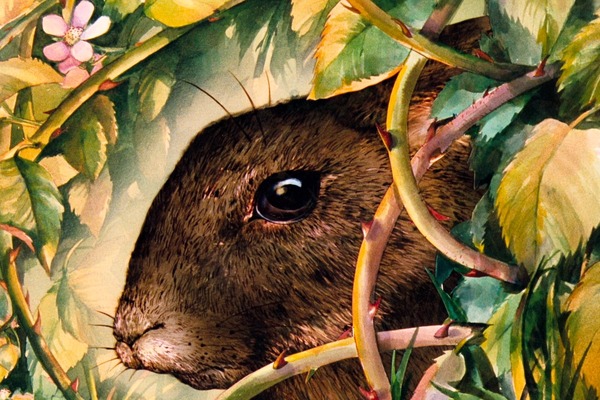 ウォーターシップ・ダウンのうさぎたち HD リマスター版 5枚目の写真・画像