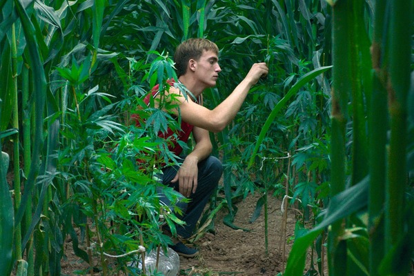 太陽と桃の歌 7枚目の写真・画像