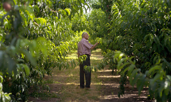 太陽と桃の歌 11枚目の写真・画像