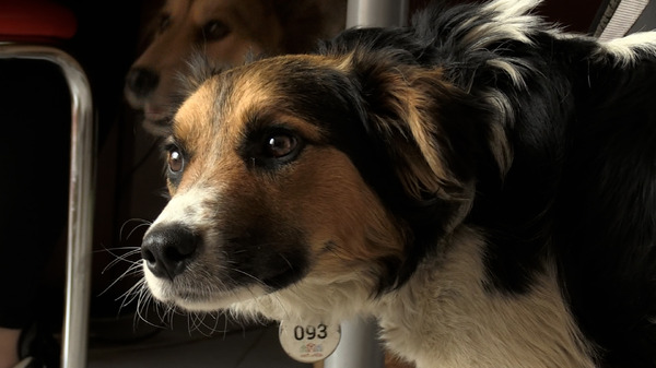 犬と戦争　ウクライナで私が見たこと 2枚目の写真・画像