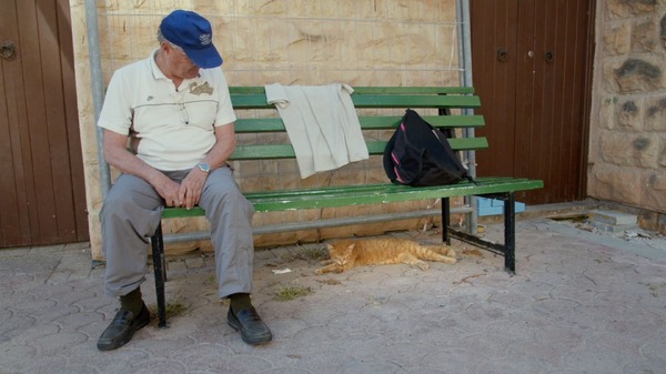 ねこしま 7枚目の写真・画像