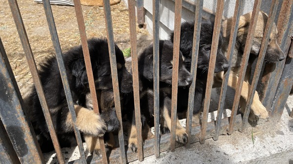 犬と戦争　ウクライナで私が見たこと 8枚目の写真・画像