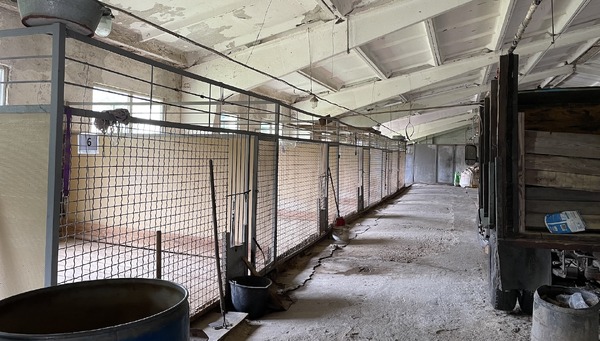 犬と戦争　ウクライナで私が見たこと 11枚目の写真・画像