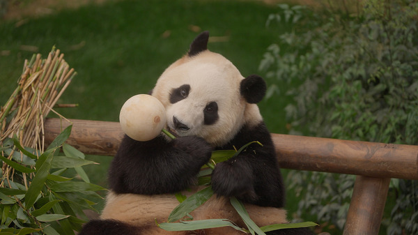 私の親愛なるフーバオ 6枚目の写真・画像