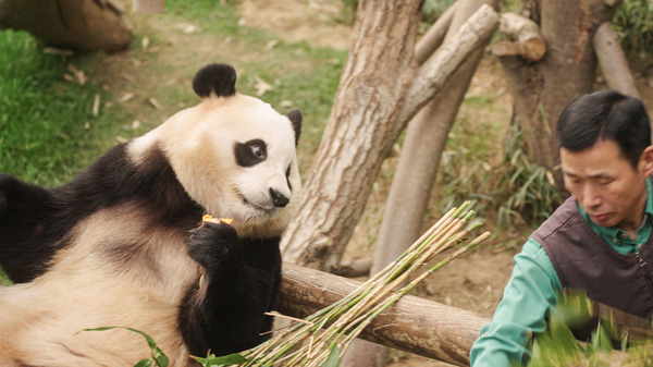 私の親愛なるフーバオ 9枚目の写真・画像