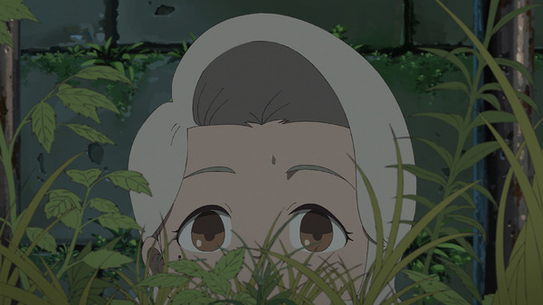 ホウセンカ 5枚目の写真・画像