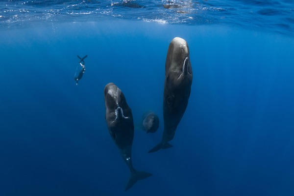 パトリックとクジラ 6000日の絆 2枚目の写真・画像